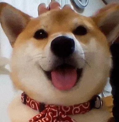 狗头吃瓜素材视频下载免费,萌态十足,免费素材视频带你笑翻天 第3张 狗头吃瓜素材视频下载免费,萌态十足,免费素材视频带你笑翻天 第3张